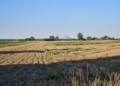 Pożar składu samochodów w Rożdżałach. Ogień objął kilka pojazdów [ZDJĘCIA]