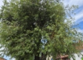 20260811 115558 scaled