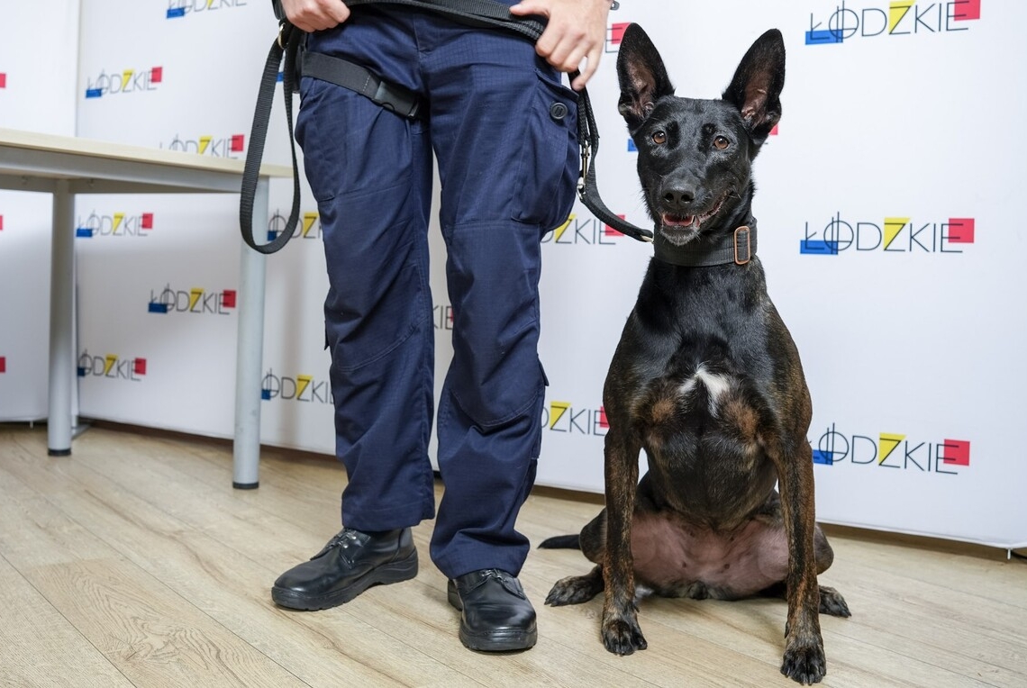 Nowi „funkcjonariusze” w łódzkiej policji. Do służby trafią psy i konie