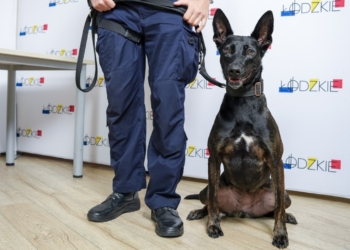 Nowi „funkcjonariusze” w łódzkiej policji. Do służby trafią psy i konie