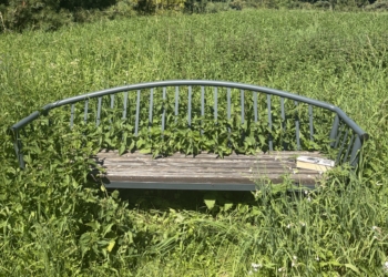 Ławki toną w pokrzywach w Ogrodzie Botanicznym w Łodzi