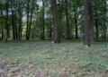 Park i pałac w Lisowicach