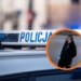 Policjanci poszukują sprawcy usiłowania zgwałcenia. Publikujemy wizerunek mężczyzny