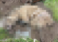 Pies zakopany razem z budą przy S14. Sprawę bada prokuratura [DRASTYCZNE ZDJĘCIA, WIDEO]