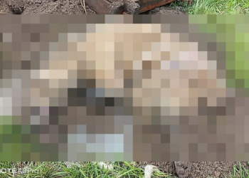 Pies zakopany razem z budą przy S14. Sprawę bada prokuratura [DRASTYCZNE ZDJĘCIA, WIDEO]