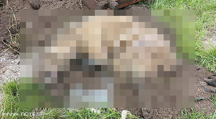 Pies zakopany razem z budą przy S14. Sprawę bada prokuratura [DRASTYCZNE ZDJĘCIA, WIDEO]