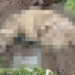 Pies zakopany razem z budą przy S14. Sprawę bada prokuratura [DRASTYCZNE ZDJĘCIA, WIDEO]