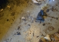 Łódź: 5 psów, 2 koty i krab w wśród odchodów i larw. Interweniowała policja
