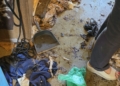 Łódź: 5 psów, 2 koty i krab w wśród odchodów i larw. Interweniowała policja