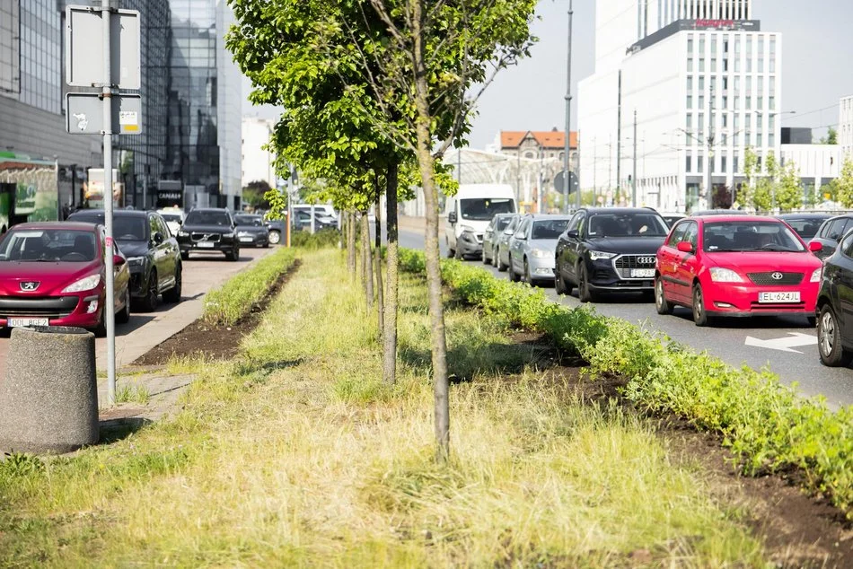 Łodzianie chcą więcej zieleni. Mieszkańcy wskazali miejsca nowych nasadzeń