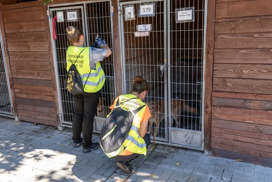 Chcesz pracować ze zwierzętami? Schronisko w Łodzi prowadzi rekrutację 1 Chcesz pracować ze zwierzętami? Schronisko w Łodzi prowadzi rekrutację