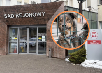 Znęcała się nad psami i fałszowała dokumentację. 52-letnia mieszkanka Zgierza z aktem oskarżenia 1 Znęcała się nad psami i fałszowała dokumentację. 52-letnia mieszkanka Zgierza z aktem oskarżenia