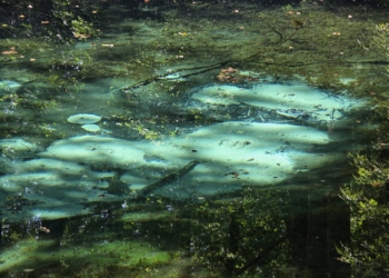 Niebieskie Źródła w Tomaszowie Mazowieckim