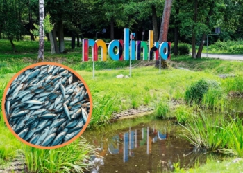 Śnięte ryby w zgierskiej Malince. Winna jest pogoda?
