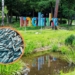Śnięte ryby w zgierskiej Malince. Winna jest pogoda? 7 Śnięte ryby w zgierskiej Malince. Winna jest pogoda?