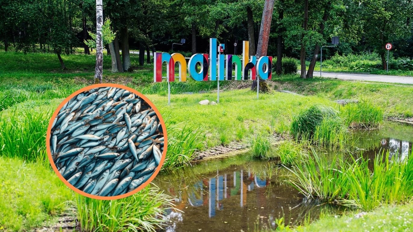 Śnięte ryby w zgierskiej Malince. Winna jest pogoda?