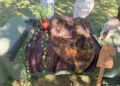 processed 3461BBAA DB40 4228 9BEE EBA071180C17