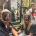 Zlot Fanów Ziemniaka w Orientarium ZOO Łódź 11 Zlot Fanów Ziemniaka