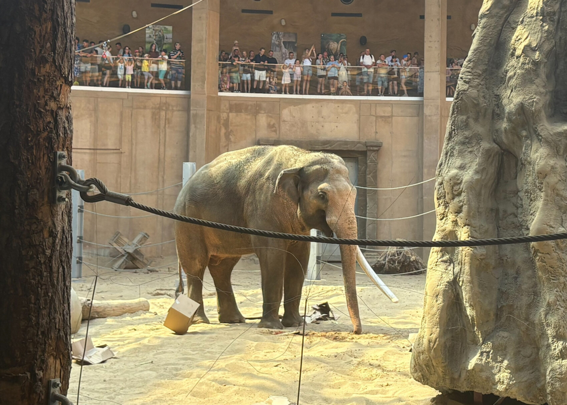 Dzień Słonia w Orientarium ZOO Łódź