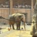 Dzień Słonia w Orientarium ZOO Łódź