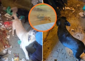 Łódź: 5 psów, 2 koty i krab w wśród odchodów i larw. Interweniowała policja