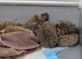 Coraz więcej jeży trafia do specjalnego ośrodka. 90% osób popełnia błąd 3 20260915 131035 scaled