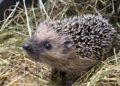 Coraz więcej jeży trafia do specjalnego ośrodka. 90% osób popełnia błąd 5 20260915 131347 scaled