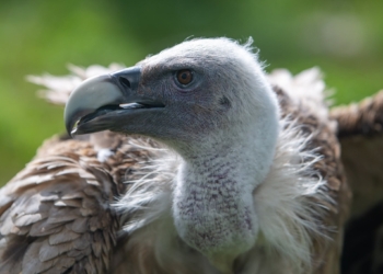 Dzień Sępów w łódzkim ZOO. Największą atrakcją młody sęp płowy
