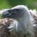 Dzień Sępów w łódzkim ZOO. Największą atrakcją młody sęp płowy 9 Dzień Sępów w łódzkim ZOO. Największą atrakcją młody sęp płowy