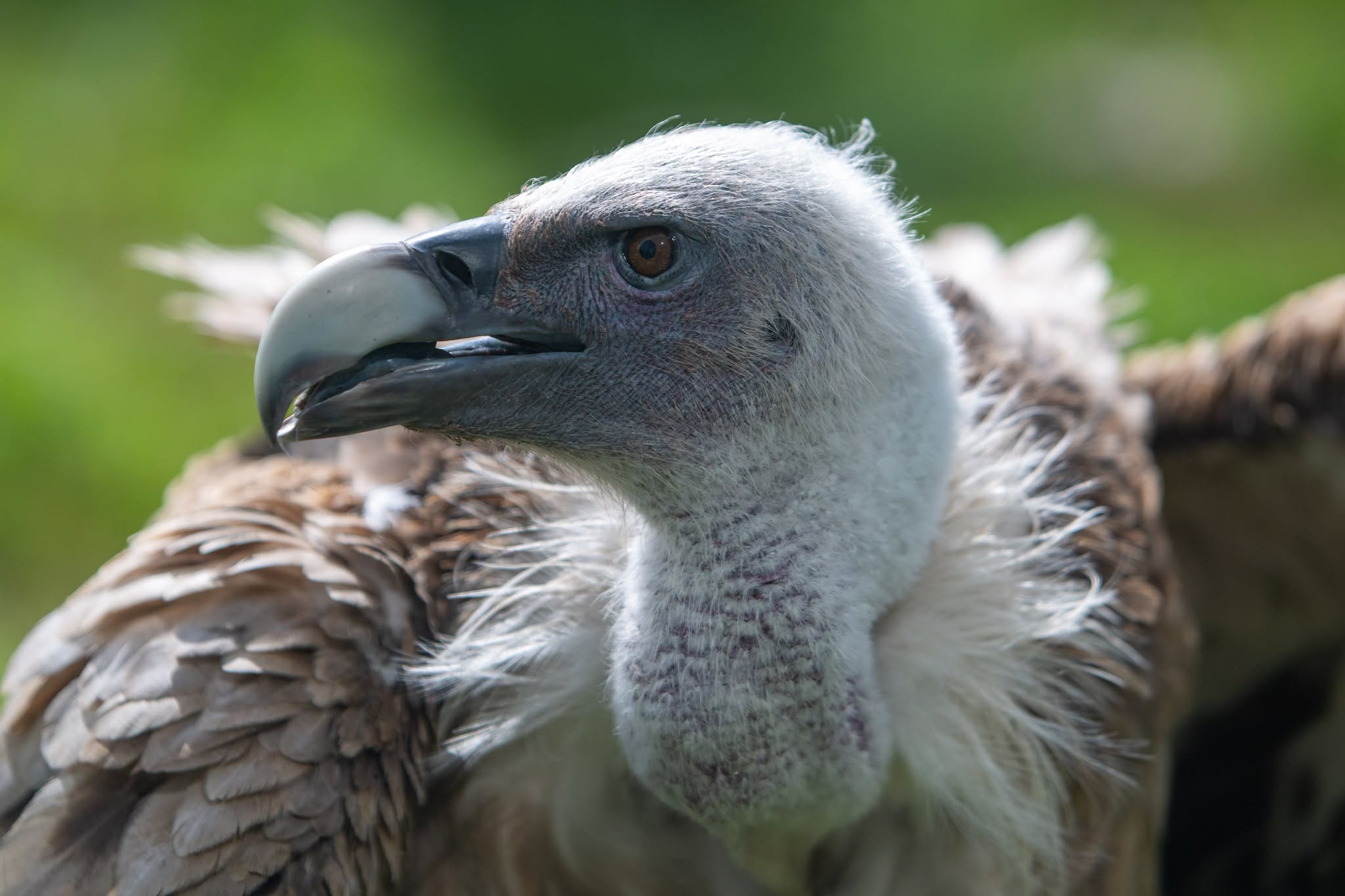 Dzień Sępów w łódzkim ZOO. Największą atrakcją młody sęp płowy
