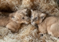 Wyjątkowa chwila w łódzkim ZOO. Na świat przyszły nowe lwiątka 8 Wyjątkowa chwila w Łódzkim Zoo. Na świat przyszły nowe lwiątka