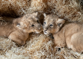 Wyjątkowa chwila w Łódzkim Zoo. Na świat przyszły nowe lwiątka