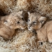 Wyjątkowa chwila w Łódzkim Zoo. Na świat przyszły nowe lwiątka
