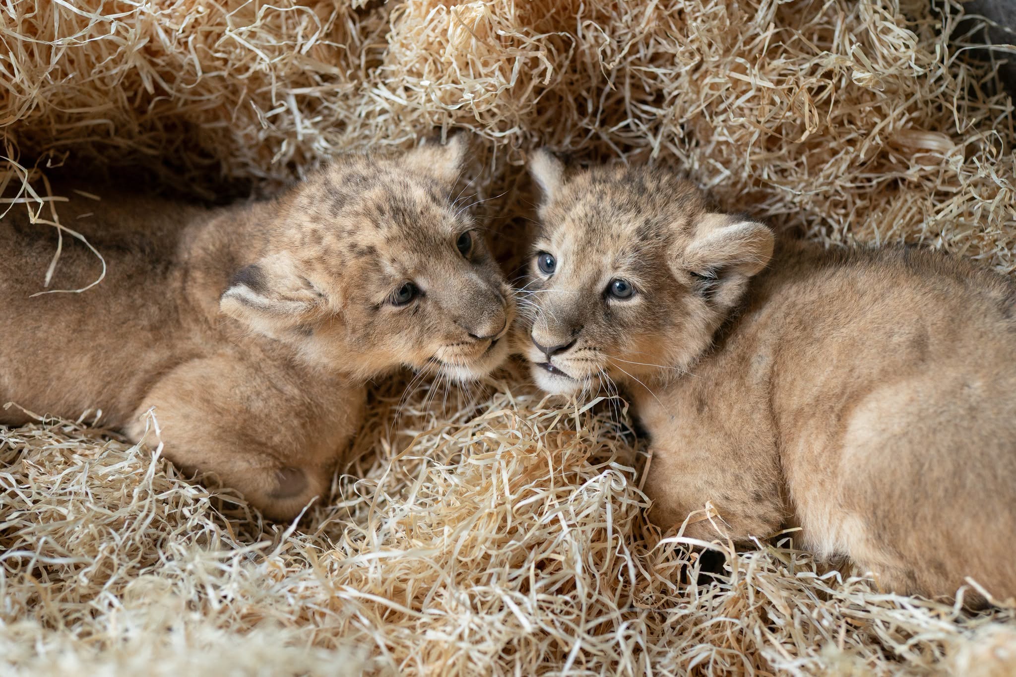 Wyjątkowa chwila w Łódzkim Zoo. Na świat przyszły nowe lwiątka