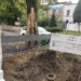 Remont Franciszkańskiej w Łodzi. Korzenie drzew uszkodzone podczas prac 6 Remont Franciszkańskiej w Łodzi. Korzenie drzew uszkodzone podczas prac
