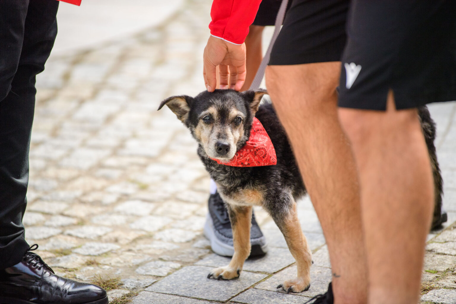Kalendarz charytatywny Widzewa Łódx i łódzkiego schroniska fot Sebastian Szwajkowski_8 Kalendarz charytatywny Widzewa Lodx i lodzkiego schroniska fot Sebastian Szwajkowski 8