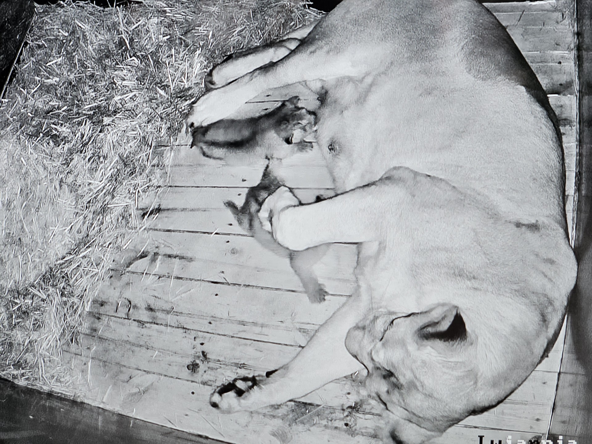 Wyjątkowa chwila w łódzkim ZOO. Na świat przyszły nowe lwiątka