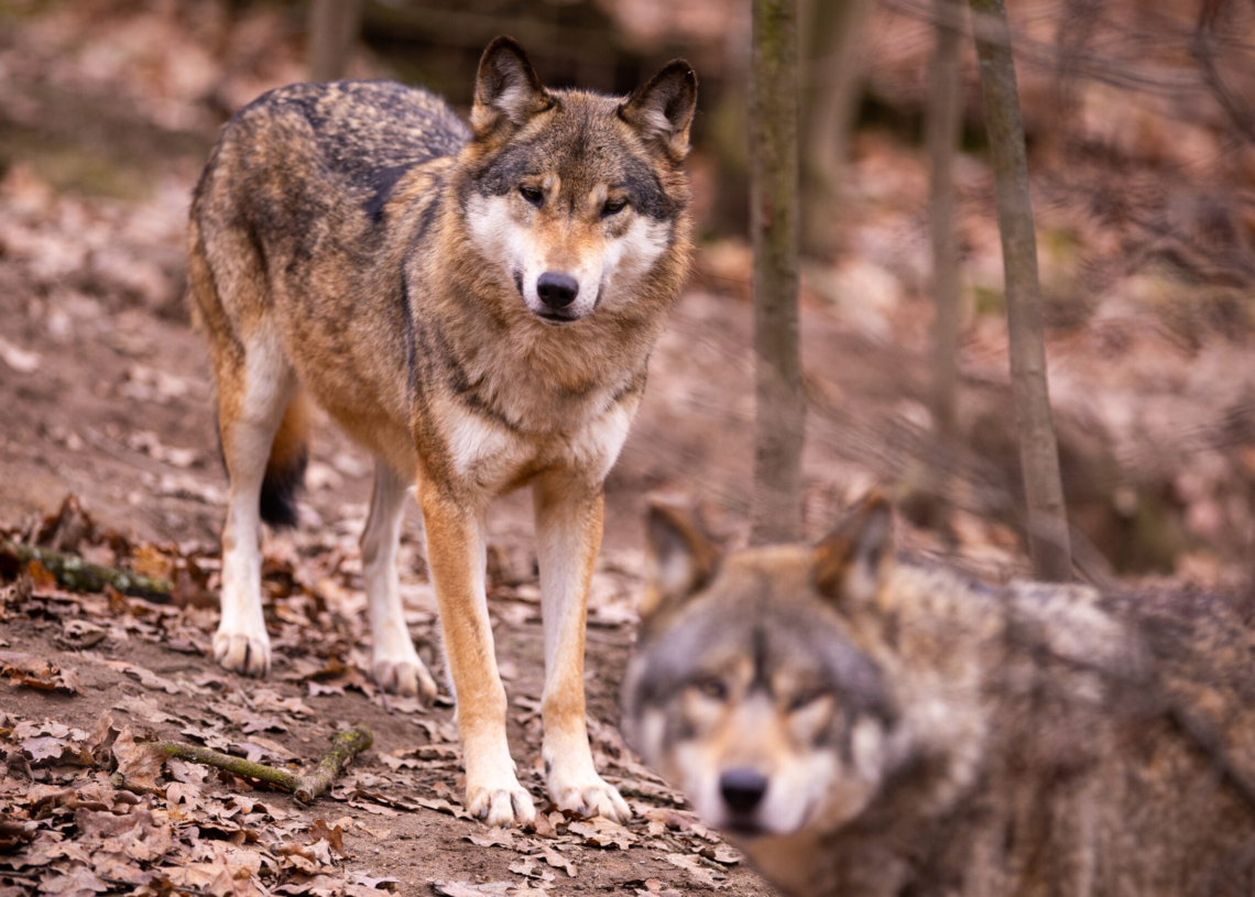 Wilki zauważone w gminie Czarnocin. Eksperci uspokajają jednak mieszkańców 1 Wilki zauważone w gminie Czarnocin. Eksperci uspokajają jednak mieszkańców