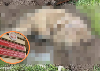 Pies zakopany z budą przy S14 nie został zakopany żywcem. Są wyniki sekcji