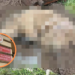 Pies zakopany z budą przy S14 nie został zakopany żywcem. Są wyniki sekcji 7 Pies zakopany z budą przy S14 nie został zakopany żywcem. Są wyniki sekcji