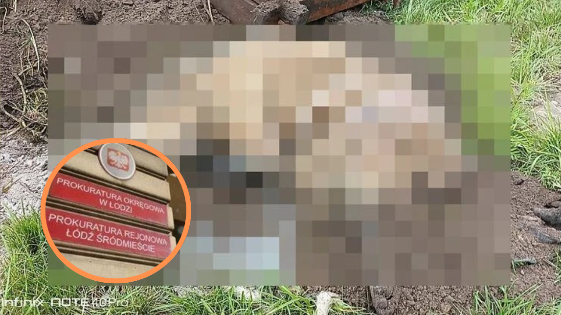 Pies zakopany z budą przy S14 nie został zakopany żywcem. Są wyniki sekcji
