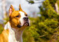 Amstaff, który pogryzł 7-latka, ma nowego właściciela