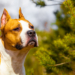 Amstaff, który pogryzł 7-latka, ma nowego właściciela 9 Amstaff, który pogryzł 7-latka, ma nowego właściciela