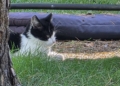 Coraz więcej wolno żyjących kotów w Sulejowie. Po sezonie zaczyna się walka o przetrwanie [ZDJĘCIA]