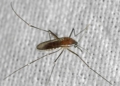 Nowy gatunek komara odkryty w Łodzi. Naukowcy uspokajają: nie powinien gryźć ludzi