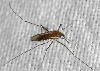 Nowy gatunek komara odkryty w Łodzi. Naukowcy uspokajają: nie powinien gryźć ludzi 7 Nowy gatunek komara odkryty w Łodzi. Naukowcy uspokajają: nie powinien gryźć ludzi
