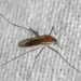 Nowy gatunek komara odkryty w Łodzi. Naukowcy uspokajają: nie powinien gryźć ludzi 9 Nowy gatunek komara odkryty w Łodzi. Naukowcy uspokajają: nie powinien gryźć ludzi