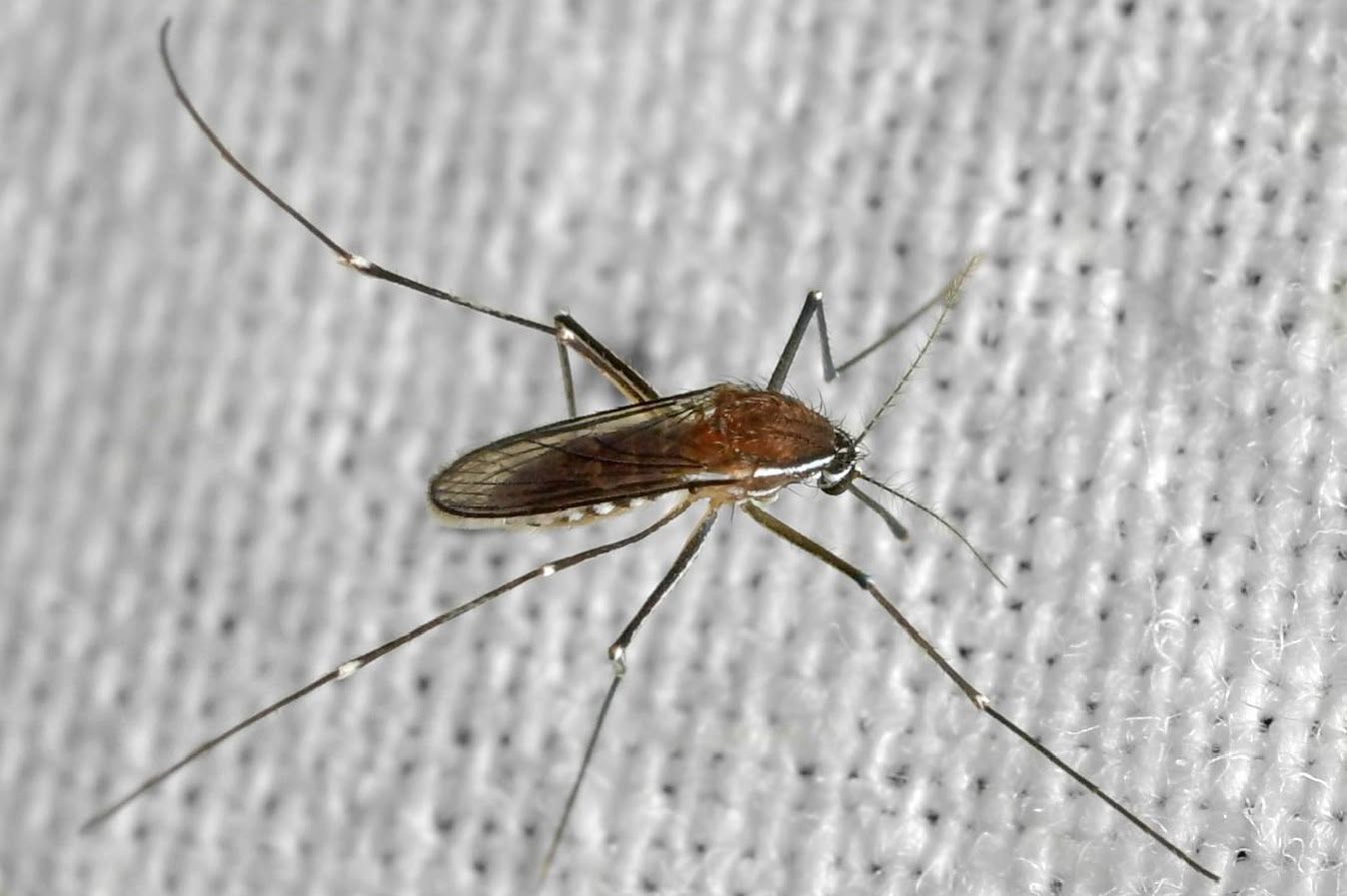 Nowy gatunek komara odkryty w Łodzi. Naukowcy uspokajają: nie powinien gryźć ludzi