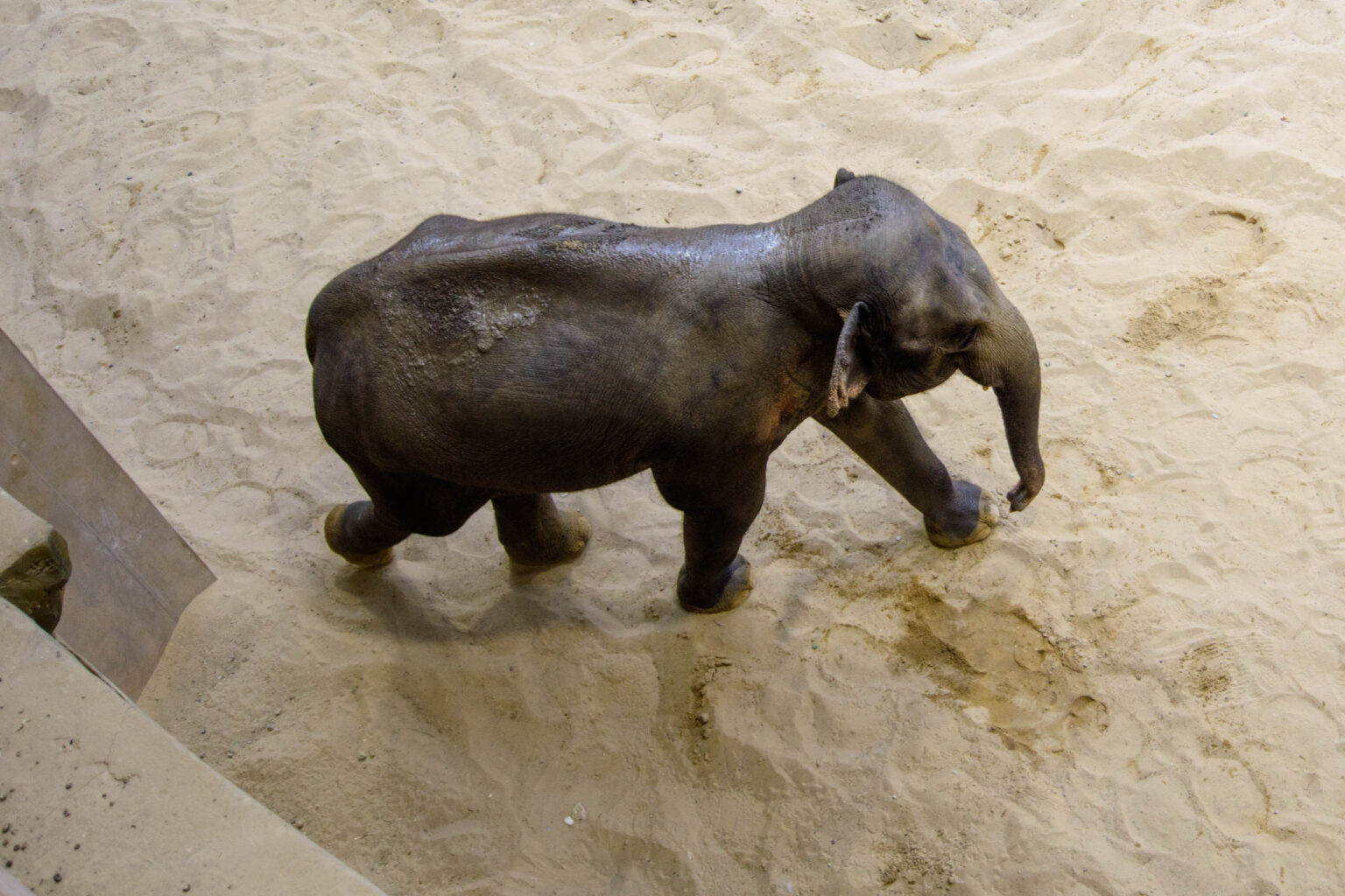 Nowa Slonica w lodzkim zoo fot Sebastian Szwajkowski