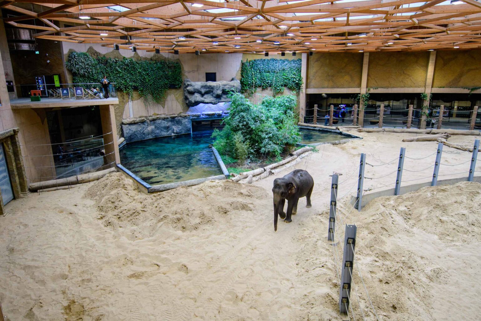 Nowa Slonica w lodzkim zoo fot Sebastian Szwajkowski 1